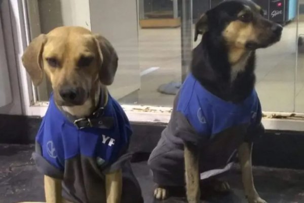 Quieren echar de una estación de servicio de Goya a dos perritos que viven allí hace 3 años