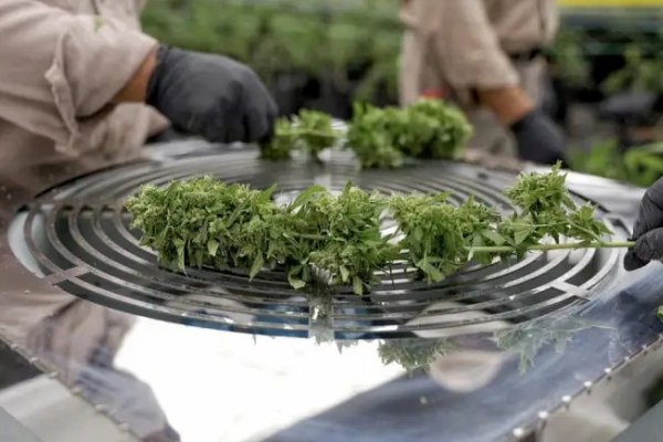 Con un nuevo lote de cosecha, Caá Cannabis presenta sus avances