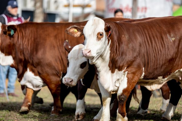 Corrientes recibe lo mejor de Braford, Brahman y Dorper