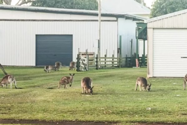 Sacrificar canguros: la propuesta de un grupo ecologista que abrió un insólito debate en Australia