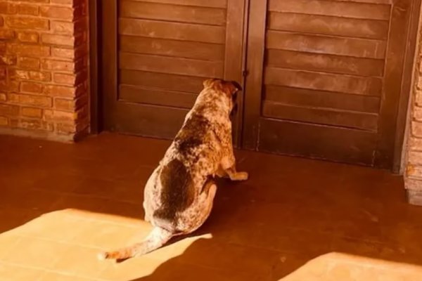 La foto más tierna de las elecciones en San Juan: un perro esperó a su dueña en la puerta del cuarto oscuro