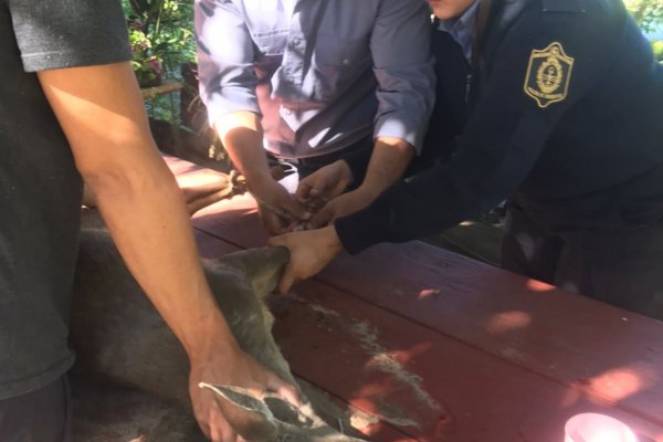 Rescataron a un ciervo de los pantanos en el patio de una casa en Ituzaingó