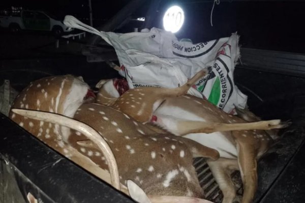 Detuvieron a tres hombres que circulaban por una ruta correntina con cinco ciervos muertos