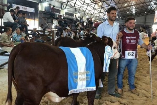 Una ternera de la cabaña santiagueña Doble Zeta, campeona en Corrientes