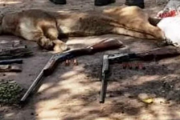 Atraparon a cazadores armados y con un puma muerto