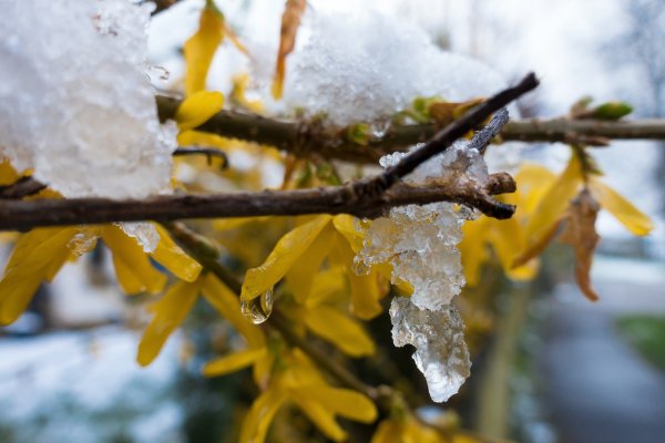 Bacteria de la nieve: la aliada más poderosa contra el envejecimiento