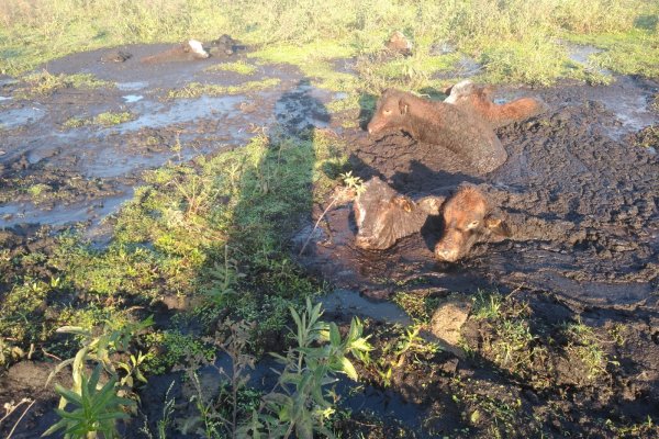 La Policía recuperó animales bovinos denunciados como sustraídos