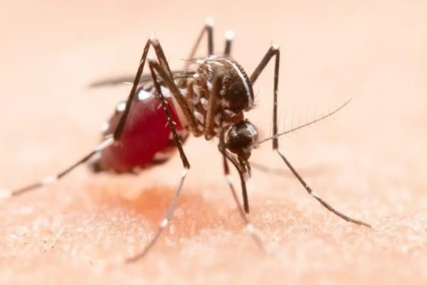 Chaco superó los 5 mil casos de dengue