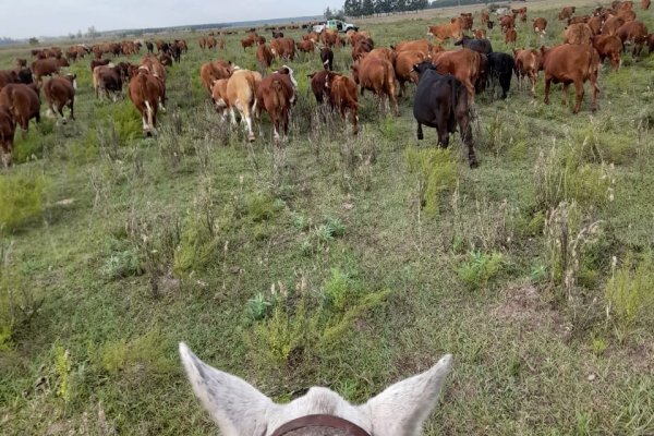 La Policía recuperó animales bovinos denunciados como sustraídos