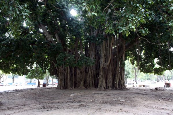 El gran árbol del parque Mitre cumplió 108 años