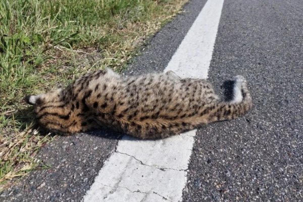 Ejemplar de gato montés fue atropellado en una ruta correntina