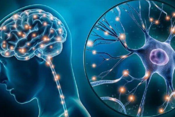 ¿Qué es la neuroplasticidad cerebral y por qué es importante?