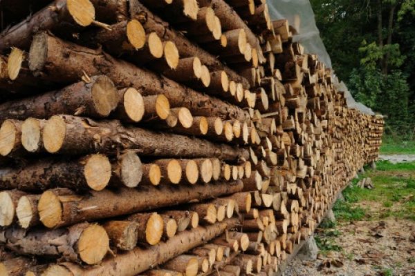 Misiones vuelve a ganarle a Corrientes en la industrialización de madera