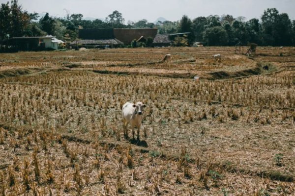 Advierten que en el Sur de Corrientes la situación continúa siendo crítica en sus campos