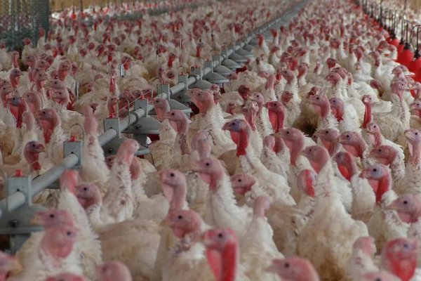 Satisfacción en la industria avícola por las gestiones del Gobierno para reabrir el mercado chino