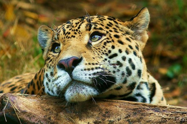 Monitoreo poblacional de yaguaretés: hay menos de 100 individuos en la selva misionera