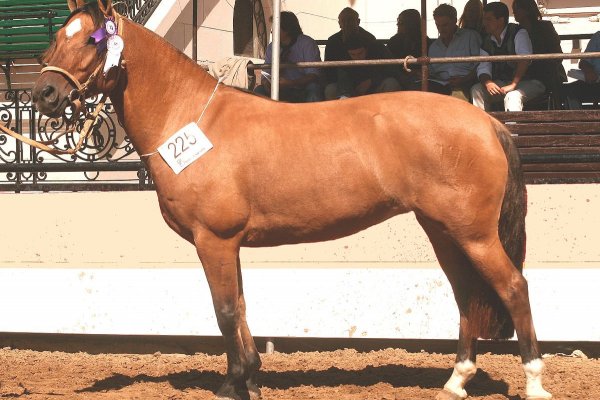 Por primera vez en la historia un Caballo Criollo será el primer animal en pisar Palermo 2023