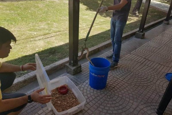 Buscan promover la conservación de serpientes en Corrientes