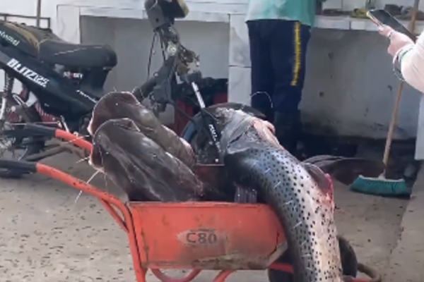 Corrientes: Siguen depredando el Río Paraná