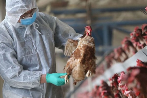 Influenza aviar: Corrientes registra hasta hoy dos casos confirmados
