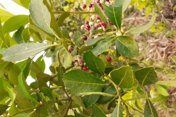 Cómo es el negocio de la yerba mate argentina: los secretos del otro “oro verde”