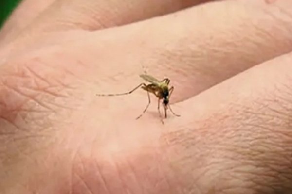 Avanza la primera vacuna contra la fiebre chikungunya