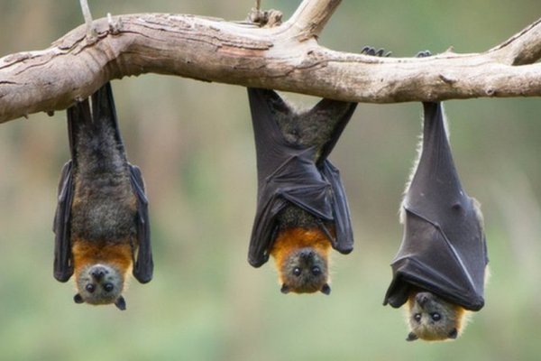 Correntina se doctoró con una tesis sobre la dieta de los murciélagos