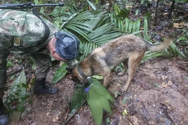 Qué se sabe de Wilson, el perro que desapareció tras el rescate a los niños