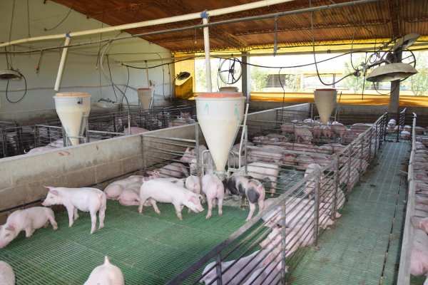 Corrientes producción porcina: aumento de costos e ingreso de carne del exterior