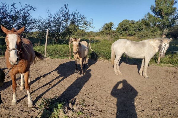 Abigeato: Tres demorados y animales secuestrados por la Policía