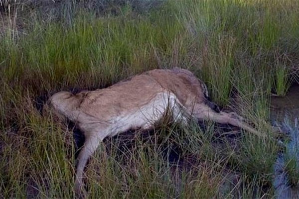 Corrientes: Ofrecen caza ilegal de guazunchos como atractivo turistico