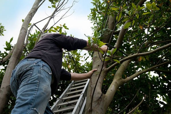 Murió electrocutado mientras cortaba ramas de un árbol