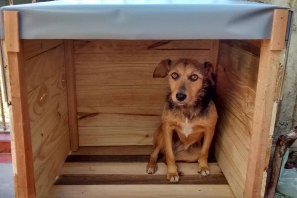 Por el frío, instalan casas para mascotas que viven en la calle