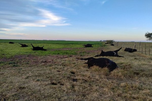 Preocupante muerte simultánea de vacas por intoxicación por nitrato en Corrientes y Entre Ríos