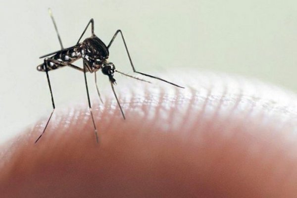 Chaco se acerca a los 9 mil casos de dengue en lo que va de 2023