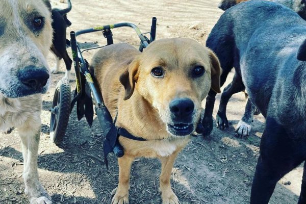 Proteccionistas piden colaboración para continuar alimentando perros y gatos rescatados