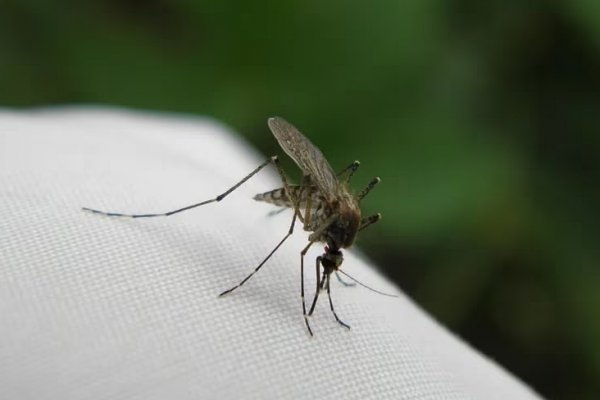 Informan casos de malaria en Estados Unidos luego de 20 años