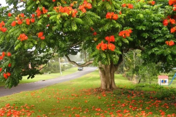 Erradicarán especie de árbol que es tóxico para las abejas y otros insectos