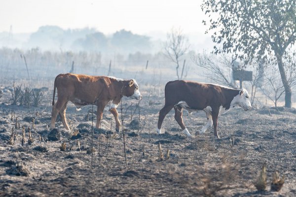 Corrientes: aseguran que 