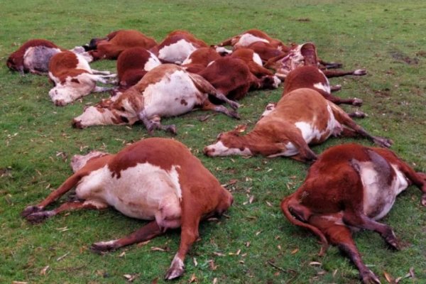 Corrientes: más de 200 vacas muertas por intoxicación