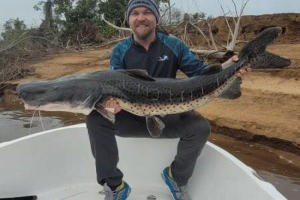 Pescan un Surubí de 40 kilos en Itá Ibaté