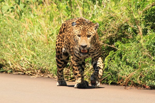 Un nuevo yaguareté, oriundo de Paraguay, llegó al Iberá