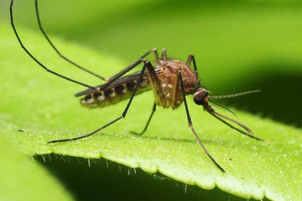 Corrientes: aseguran que ya no hay casos activos de chikungunya