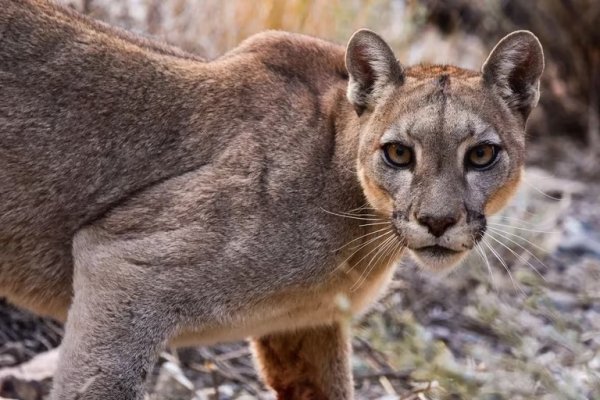 Alerta: presencia de un puma suelto en Corrientes