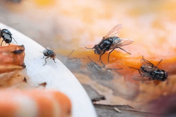 Hogar: 7 trucos para acabar con las moscas en tu casa
