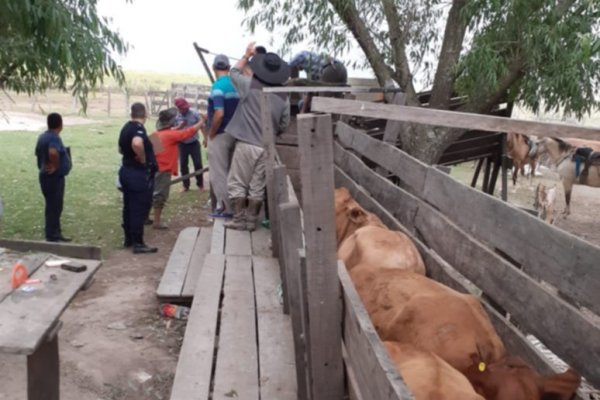 Cuatrerismo en el interior provincial: una estancia era centro de acopio de ganado robado
