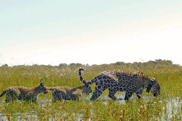 Más de 60 mil personas visitaron el Parque Iberá de Corrientes durante el 2023