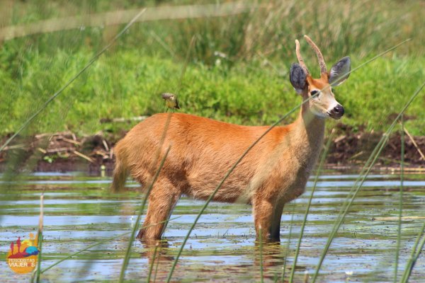 Corrientes: el traslado de un ciervo de los Pantanos del Iberá al Impenetrable despierta la polémica