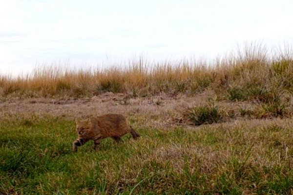 Corrientes: revelan la presencia de una especie en extinción en el Iberá