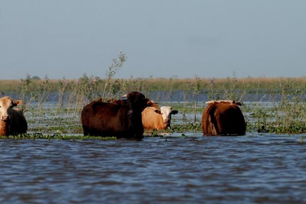 Productores correntinos afirman que el Niño podría generar una suba de precios en la carne para septiembre